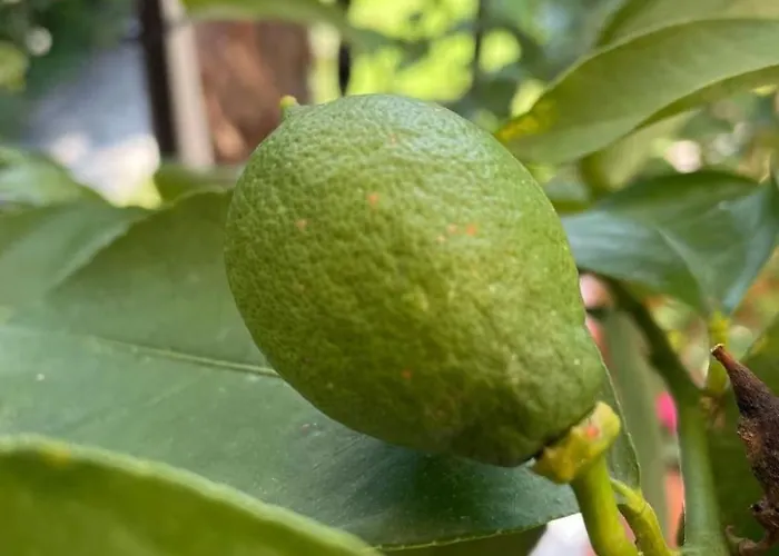 Romantica By Interhome